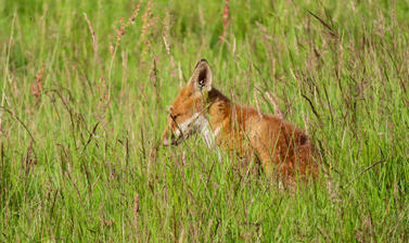 arboretum  fox  meadow  img 8738 2