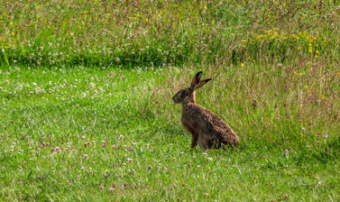 arboretum  meadow  hare  img 8808 2