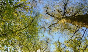 arboretum tree tops