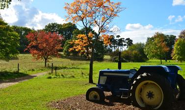 autumn tractor arboretum