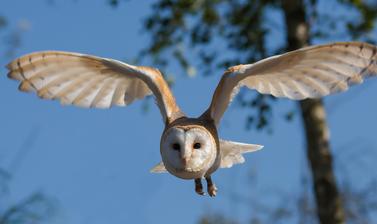 barn owl 1107397
