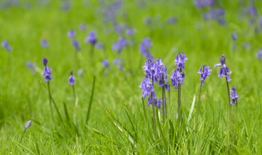 bluebell wood  harcourt arboretum  spring