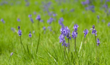 bluebell wood  p1010762