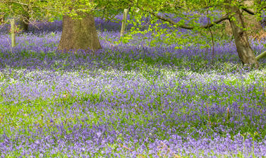 bluebell wood p1010746