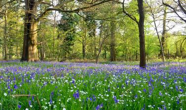 bluebells and stitchwort