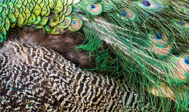 botanical pattern  peacock  arboretum