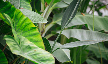 botanicgardensbyianwallman 6818 2