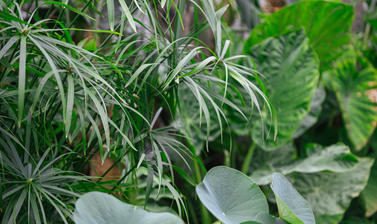 botanicgardensbyianwallman 6819
