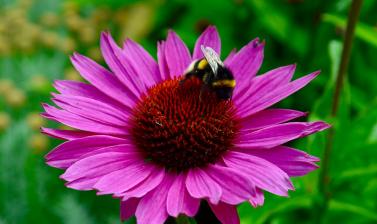 bumblebee and pink flower
