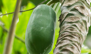 carica papaya  rainforest house  glasshouses  botanic garden