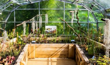 carnivorous plant house