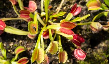 carnivorous plant house venus fly traps