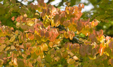 cercidiphyllum japonicum