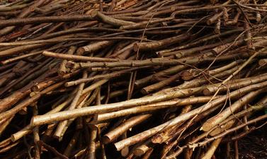 coppice