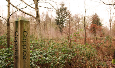 coppice wood