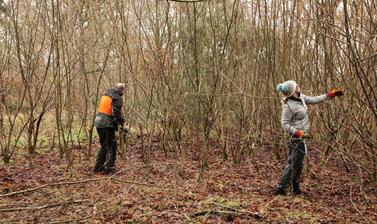 coppicing