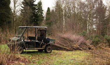 coppicing