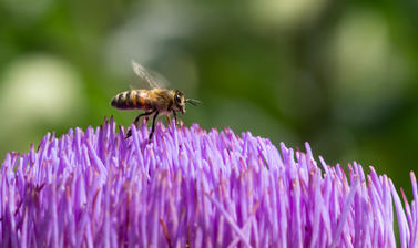 cynara cardunculus  globe artichoke  oxford botanic garden  bee  lower garden  plants that changed the world