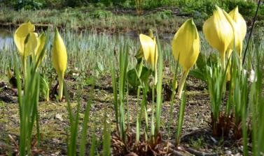 The Bog Garden