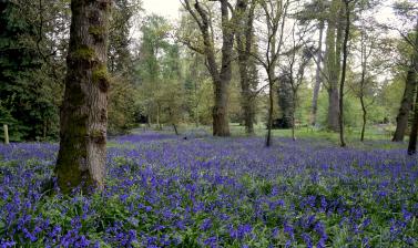 Bluebell Wood in May