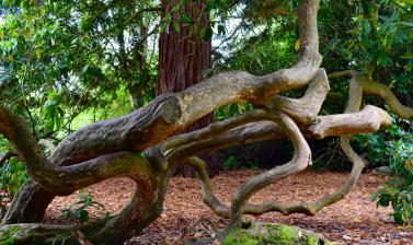 Rhododendron arboreum