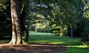 Shadows in the Arboretum