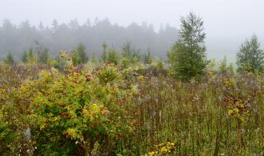 Meadow in Autumn