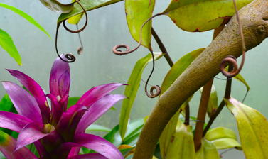 Plants in the Lily House