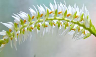 Flower in the Alpine House