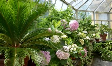 Display in the Conservatory