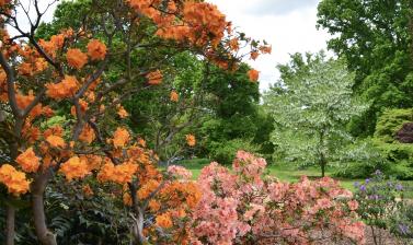 Azalea and Handkerchief Tree