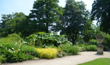 The Bog Garden in Summer