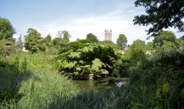 The Bog Garden and Magdalen Tower