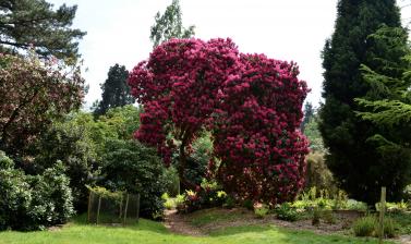 Rhododendron arboreum