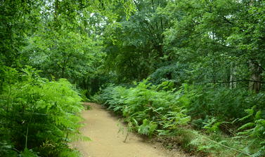 Bracken in Bluebell Wood