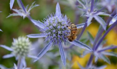 Thistle in the Merton Border with Bee