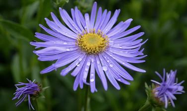 Purple Flower in the Herbaceous Border