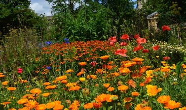 The Walled Garden