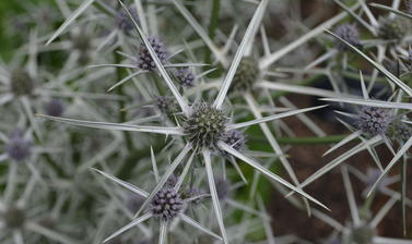 Plant in Walled Garden