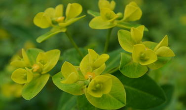 Euphorbia