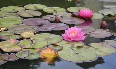 Water Lilies