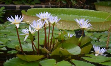 Flowering Waterlilies in the Lily House
