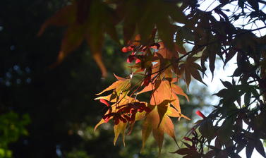 Light Through Acer Leaves