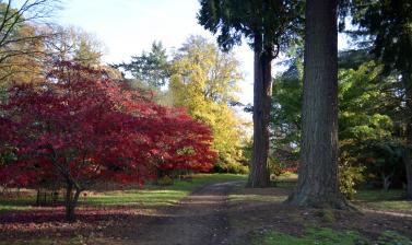 The Acer Glade in late autumn