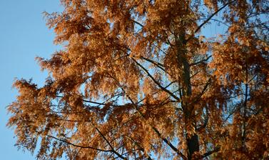 Dawn Redwood Autumn Colour