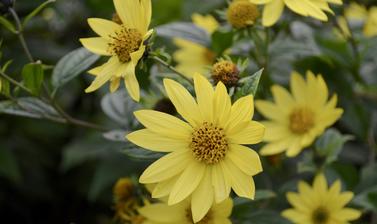 Yellow Flowers in the Walled Garden