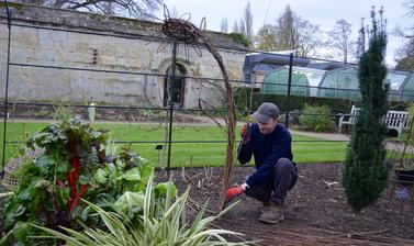 Horticulturalist Weaving Willow
