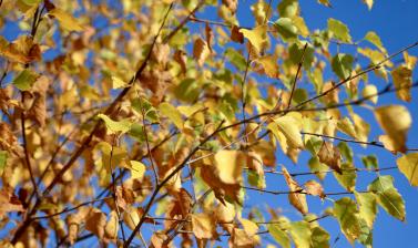 Autumn Leave in Palmers Leys