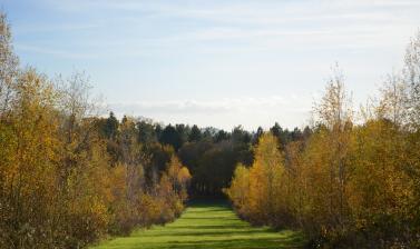 View to Wittenham Clumps in Autumn