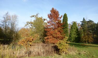 The Pond in Autumn